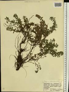 Thymus calcareus Klokov & Des.-Shost., Eastern Europe, West Ukrainian region (E13) (Ukraine)