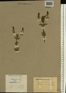 Veronica chamaedrys L., Eastern Europe, North Ukrainian region (E11) (Ukraine)