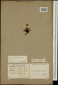 Gelasia seidlitzii (Boiss.) Zaika, Sukhor. & N. Kilian, Caucasus, Georgia (K4) (Georgia)