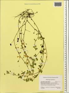 Medicago lupulina L., Caucasus, Krasnodar Krai & Adygea (K1a) (Russia)