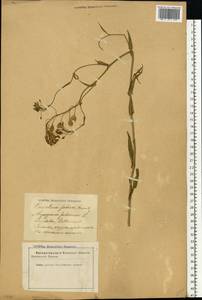 Camelina sativa (L.) Crantz, Eastern Europe, Latvia (E2b) (Latvia)