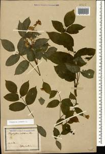 Staphylea pinnata L., Caucasus, Georgia (K4) (Georgia)