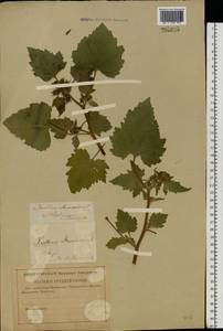 Xanthium strumarium L., Eastern Europe, North-Western region (E2) (Russia)