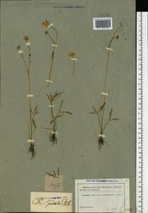 Ranunculus pedatus Waldst. & Kit., Eastern Europe, Lower Volga region (E9) (Russia)