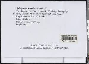 Sphagnum magellanicum Brid., Bryophytes, Bryophytes - Russian Far East (excl. Chukotka & Kamchatka) (B20) (Russia)