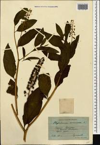 Phytolacca americana L., Caucasus, Georgia (K4) (Georgia)