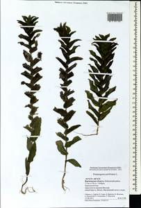 Potamogeton perfoliatus L., Eastern Europe, Central forest-and-steppe region (E6) (Russia)