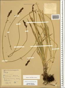 Carex spicata subsp. spicata, Caucasus, Armenia (K5) (Armenia)