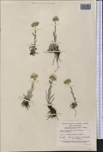 Antennaria lanata (Hook.) Greene, America (AMER) (Canada)