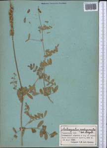 Astragalus peduncularis Royle ex Benth., Middle Asia, Pamir & Pamiro-Alai (M2) (Tajikistan)