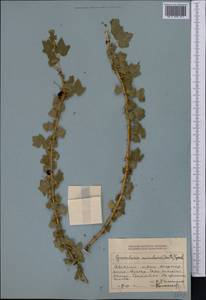 Ribes aciculare Sm., Middle Asia, Dzungarian Alatau & Tarbagatai (M5) (Kazakhstan)