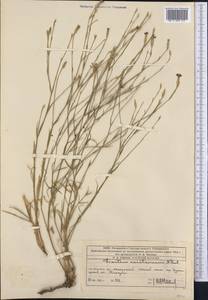 Dianthus karataviensis Pavlov, Middle Asia, Western Tian Shan & Karatau (M3) (Kazakhstan)