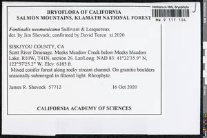 Fontinalis neomexicana Sull. & Lesq., Bryophytes, Bryophytes - America (BAm) (United States)