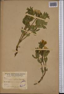 Thermopsis alpina (Pall.)Ledeb., Middle Asia, Pamir & Pamiro-Alai (M2)