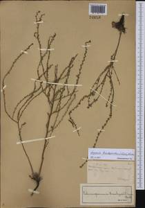 Lappula brachycentra (Ledeb.) Gürke, Middle Asia, Muyunkumy, Balkhash & Betpak-Dala (M9) (Kazakhstan)