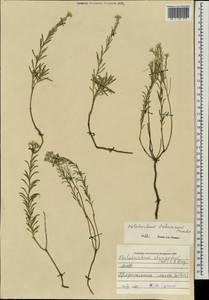 Stevenia dahurica (Peschkova) D. A. German & Al-Shehbaz, Mongolia (MONG) (Mongolia)