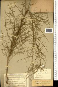 Asparagus verticillatus L., Caucasus, Stavropol Krai, Karachay-Cherkessia & Kabardino-Balkaria (K1b) (Russia)