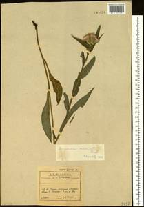 Saussurea acuminata Turcz. ex Fisch. & C. A. Mey., Siberia, Baikal & Transbaikal region (S4) (Russia)