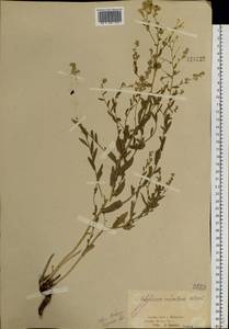 Lepidium cordatum Willd. ex DC., Siberia, Western Siberia (S1) (Russia)