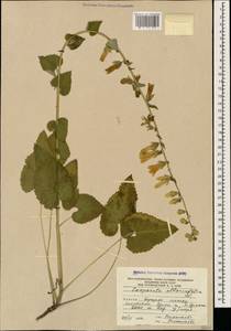 Campanula alliariifolia Willd., Caucasus, South Ossetia (K4b) (South Ossetia)