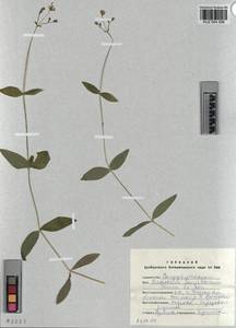 KUZ 004 506, Cerastium pauciflorum Stev. ex Ser., Siberia, Altai & Sayany Mountains (S2) (Russia)