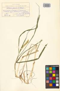 Setaria pumila (Poir.) Roem. & Schult., Siberia, Russian Far East (S6) (Russia)