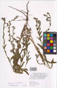 MHA 0 153 537, Lycopsis arvensis subsp. orientalis (L.) Kuzn., Eastern Europe, Central forest-and-steppe region (E6) (Russia)
