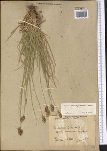 Carex stenophylla subsp. stenophylloides (V.I.Krecz.) T.V.Egorova, Middle Asia, Syr-Darian deserts & Kyzylkum (M7) (Uzbekistan)
