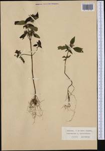 Galeopsis bifida Boenn., Western Europe (EUR) (Germany)