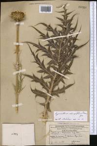 Arctium echinopifolium (Bornm.) S. López, Romasch., Susanna & N. Garcia, Middle Asia, Western Tian Shan & Karatau (M3) (Kyrgyzstan)