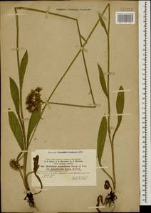 Pilosella auriculoides (Láng) Arv.-Touv., Caucasus, Stavropol Krai, Karachay-Cherkessia & Kabardino-Balkaria (K1b) (Russia)