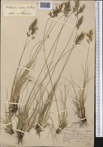 Helictotrichon desertorum (Less.) Pilg., Middle Asia, Western Tian Shan & Karatau (M3) (Uzbekistan)