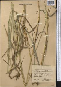 Elymus repens (L.) Gould, Middle Asia, Western Tian Shan & Karatau (M3) (Uzbekistan)