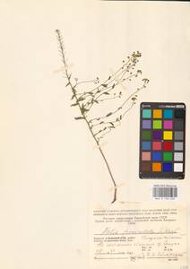 Neslia paniculata (L.) Desv., Eastern Europe, Northern region (E1) (Russia)