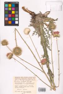 Jurinea cretacea Bunge, Eastern Europe, Lower Volga region (E9) (Russia)