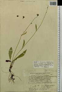 Hieracium subpellucidum (Norrl.) Norrl., Eastern Europe, Eastern region (E10) (Russia)