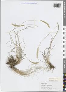 Koeleria pyramidata (Lam.) P.Beauv., Caucasus, Dagestan (K2) (Russia)