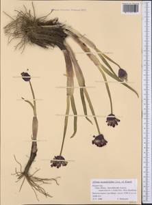 Allium atrosanguineum var. atrosanguineum, Middle Asia, Northern & Central Tian Shan (M4) (Kazakhstan)