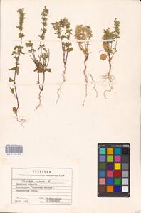 MHA 0 154 829, Stachys annua (L.) L., Eastern Europe, South Ukrainian region (E12) (Ukraine)