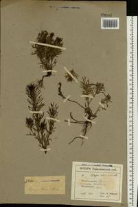Ajuga chamaepitys subsp. chia (Schreb.) Arcang., Eastern Europe, North Ukrainian region (E11) (Ukraine)