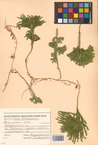 Dendrolycopodium obscurum (L.) A. Haines, Siberia, Russian Far East (S6) (Russia)