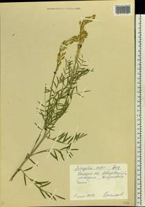 Astragalus asper Jacq., Eastern Europe, South Ukrainian region (E12) (Ukraine)