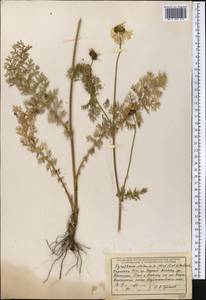 Tanacetum alatavicum Herder, Middle Asia, Northern & Central Tian Shan (M4) (Kazakhstan)