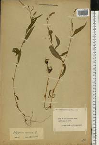 Persicaria maculosa Gray, Eastern Europe, Central forest region (E5) (Russia)