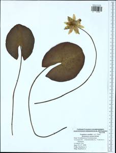 Nymphaea candida C. Presl, Eastern Europe, Central region (E4) (Russia)