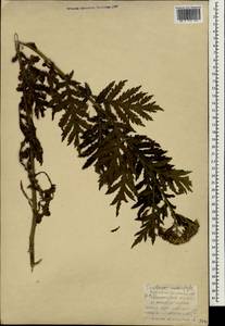Tanacetum macrophyllum (Waldst. & Kit.) Sch. Bip., South Asia, South Asia (Asia outside ex-Soviet states and Mongolia) (ASIA) (Turkey)