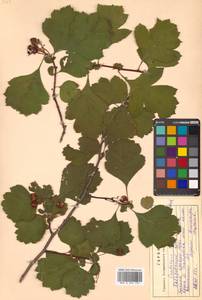 Crataegus maximowiczii C. K. Schneid., Siberia, Russian Far East (S6) (Russia)