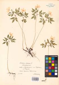 Anemone nemorosa L., Eastern Europe, Moscow region (E4a) (Russia)