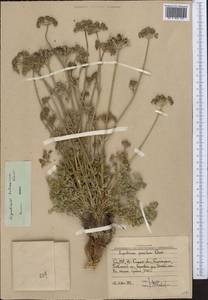 Libanotis turkestanensis M. Hiroe, Middle Asia, Western Tian Shan & Karatau (M3) (Uzbekistan)