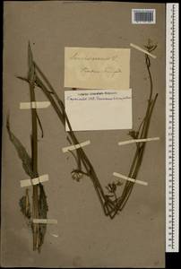 Sonchus arvensis L., Eastern Europe, South Ukrainian region (E12) (Ukraine)
